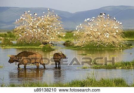 Stock Image - African, or cape, buffalo (Syncerus caffer) in a water hole. Photographed in Tanzania.. Fotosearch