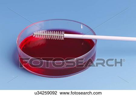 Agar plate and specimen brush. View Large Photo Image Stock Image - Agar plate and specimen brush.. Fotosearch