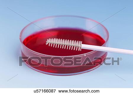 Agar plate and specimen brush. View Large Photo Image Stock Photo - Agar plate and specimen brush.. Fotosearch