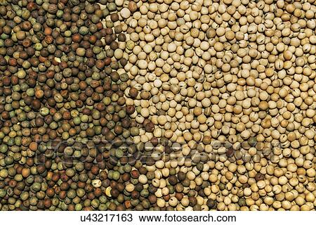 Stock Image - Agricultural seed.. Fotosearch