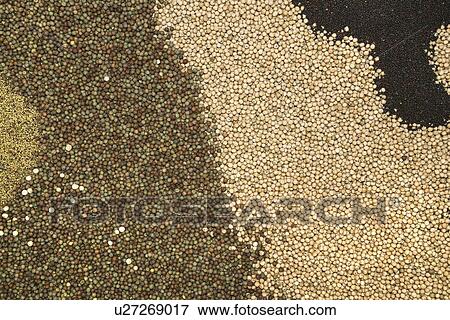 Stock Photo - Agricultural seed.. Fotosearch