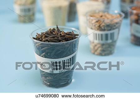 Stock Image - Agriculture research, conceptual image.. Fotosearch
