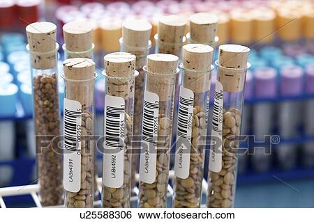 Agriculture research, conceptual image. View Large Photo Image Stock Photograph - Agriculture research, conceptual image.. Fotosearch