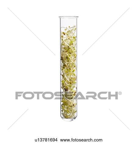 Alfalfa and broccoli sprouts in test tube, studio shot. View Large Photo Image Picture - Alfalfa and broccoli sprouts in test tube, studio shot.. Fotosearch