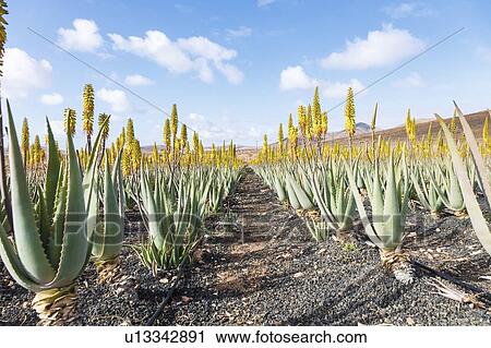 Aloe vera farm. Photographed on Fuerteventura, Canary Islands. View Large Photo Image Stock Image - Aloe vera farm. Photographed on Fuerteventura, Canary Islands.. Fotosearch