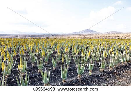 Stock Photo - Aloe vera farm. Photographed on Fuerteventura, Canary Islands.. Fotosearch