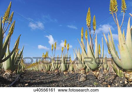 Aloe vera farm. View Large Photo Image Stock Image - Aloe vera farm.. Fotosearch