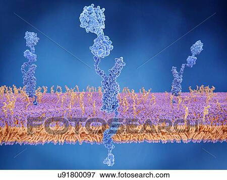 Amyloid precursor protein at cell membrane, illustration. The amyloid precursor protein (APP, centre) is a complex protein with many functions. It is found on the surface of cells throughout the body. The intact protein binds to many stuctural... View Large Photo Image Stock Photo - Amyloid precursor protein at cell membrane, illustration. The amyloid precursor protein (APP, centre) is a complex protein with many functions. It is found on the surface of cells throughout the body. The intact protein binds to many stuctural.... Fotosearch