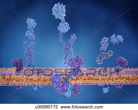 Stock Image - Amyloid precursor protein cleavage. Illustration of three stages (before, during and after) in the cleavage of the amyloid precursor protein (APP). At left, APP (blue) is inbetween two enzyme molecules: gamma and beta secretase. At centre, the enzymes.... Fotosearch