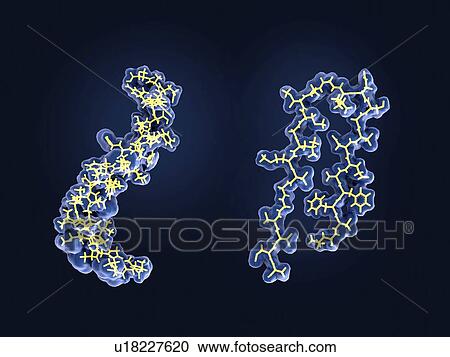 Amyloid protein structural changes, molecular models. After being cleaved by the gamma and beta secretases, the amyloid beta peptide, which has about 40 amino acid residues, leaves the membrane (right), changes shape, and aggregates into long fibrils... View Large Photo Image Stock Image - Amyloid protein structural changes, molecular models. After being cleaved by the gamma and beta secretases, the amyloid beta peptide, which has about 40 amino acid residues, leaves the membrane (right), changes shape, and aggregates into long fibrils.... Fotosearch