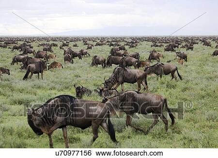 Annual migration of over one million blue wildebeest (Connochaetes taurinus). Photographed in April in Serengeti, Tanzania. View Large Photo Image Stock Photograph - Annual migration of over one million blue wildebeest (Connochaetes taurinus). Photographed in April in Serengeti, Tanzania.. Fotosearch