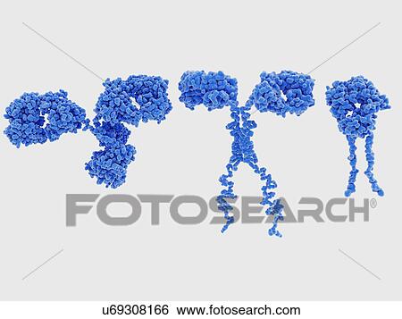 Stock Photograph - Antibody, CAR and TCR structures, illustration. At left is the antibody immunoglobulin G (IgG). This Y-shaped protein is produced by B-lymphocyte white blood cells as part of an immune response to fight off infections. At centre is a chimeric antigen.... Fotosearch