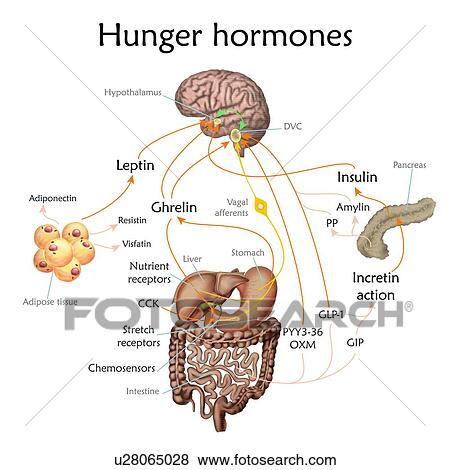 Appetite and hunger hormones, illustration. View Large Photo Image Stock Photo - Appetite and hunger hormones, illustration.. Fotosearch