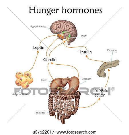Stock Photo - Appetite and hunger hormones, illustration.. Fotosearch