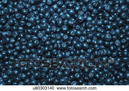 Stock Image - Aronia berries.. Fotosearch