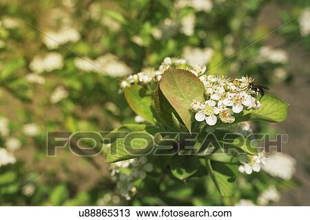 Aronia melanocarpa blossom. View Large Photo Image Stock Image - Aronia melanocarpa blossom.. Fotosearch