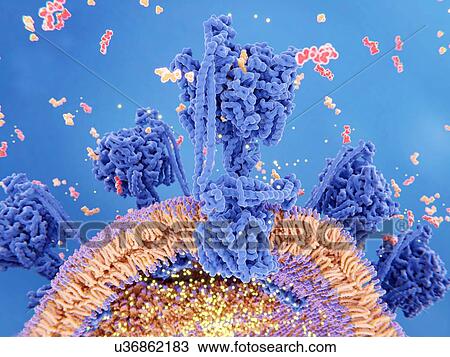 Stock Image - ATP production in a mitochondrion. Illustration of the enzyme complex that drives the synthesis of the energy-carrying molecule ATP (adenosine triphosphate, red). Known as ATP synthase, the enzyme complex (several shown) is embedded in the.... Fotosearch