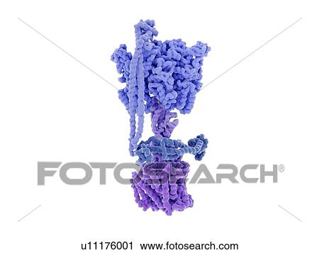ATP synthase enzyme complex. Illustration of the enzyme complex that drives the synthesis of the energy-carrying molecule ATP (adenosine triphosphate). Known as ATP synthase, this enzyme complex is found embedded in the mitochondrial inner membrane... View Large Photo Image Stock Image - ATP synthase enzyme complex. Illustration of the enzyme complex that drives the synthesis of the energy-carrying molecule ATP (adenosine triphosphate). Known as ATP synthase, this enzyme complex is found embedded in the mitochondrial inner membrane.... Fotosearch