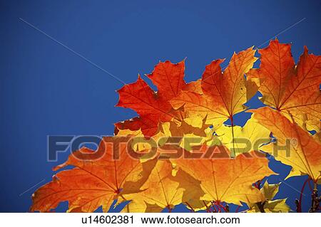 Stock Image - Autumnal leaves.. Fotosearch