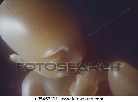 Stock Image - Baby inside womb, illustration.. Fotosearch