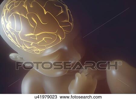 Baby's brain as it grows inside the womb, illustration. View Large Photo Image Stock Image - Baby's brain as it grows inside the womb, illustration.. Fotosearch