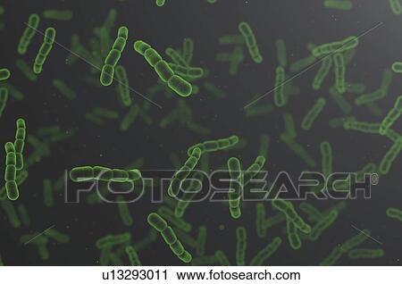 Stock Image - Bacteria, illustration.. Fotosearch