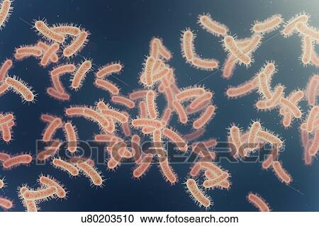 Bacteria, illustration. View Large Photo Image Stock Image - Bacteria, illustration.. Fotosearch