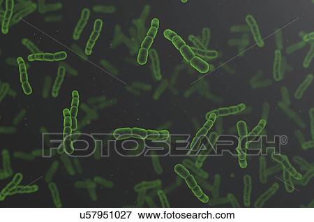 Bacteria, illustration. View Large Photo Image Stock Photo - Bacteria, illustration.. Fotosearch
