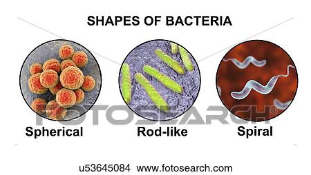 Picture - Bacteria of different shapes, computer illustration showing three main shapes of bacteria - spherical (staphylococci, streptococci and diplococci), rod-like (bacilli, streptobacilli and coccobacilli), and spiral (vibrios, spirillae and spirochaetes).. Fotosearch