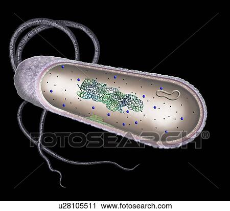 Stock Image - Bacterial cell. Cut-away illustration of the inner structure of a typical bacterial cell. Bacterial cells do not have a membrane-bound nucleus or organelles. In the cell's cytoplasm is the bacterial chromosome (blue and green coils), which contains.... Fotosearch