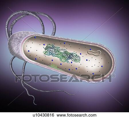 Stock Photograph - Bacterial cell. Cut-away illustration of the inner structure of a typical bacterial cell. Bacterial cells do not have a membrane-bound nucleus or organelles. In the cell's cytoplasm is the bacterial chromosome (blue and green coils), which contains.... Fotosearch