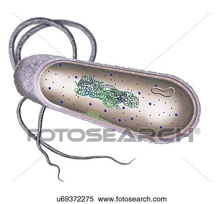 Stock Photography - Bacterial cell. Cut-away illustration of the inner structure of a typical bacterial cell. Bacterial cells do not have a membrane-bound nucleus or organelles. In the cell's cytoplasm is the bacterial chromosome (blue and green coils), which contains.... Fotosearch