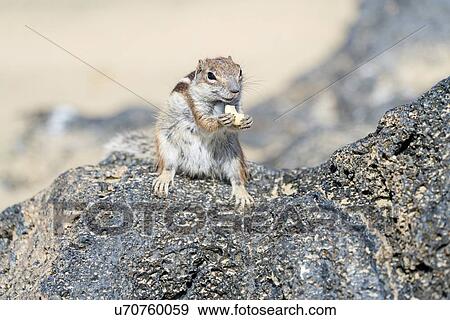 Stock Photo - Barbary ground squirrel (Atlantoxerus getulus). Photographed on Fuerteventura, Canary Islands.. Fotosearch