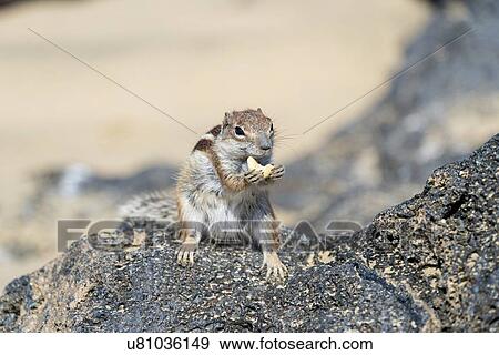 Stock Photo - Barbary ground squirrel (Atlantoxerus getulus). Photographed on Fuerteventura, Canary Islands.. Fotosearch