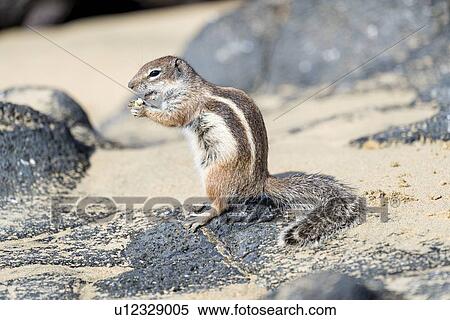 Barbary ground squirrel (Atlantoxerus getulus). Photographed on Fuerteventura, Canary Islands. View Large Photo Image Stock Photography - Barbary ground squirrel (Atlantoxerus getulus). Photographed on Fuerteventura, Canary Islands.. Fotosearch
