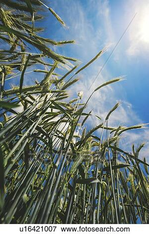 Barley crop, low angle view View Large Photo Image Stock Photo - Barley crop, low angle view. Fotosearch