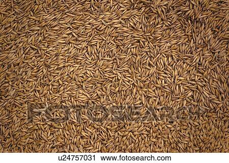 Stock Image - Barley grains.. Fotosearch