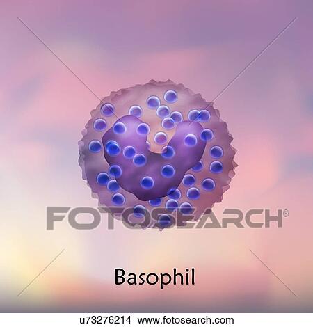 Picture - Basophil white blood cell, illustration.. Fotosearch