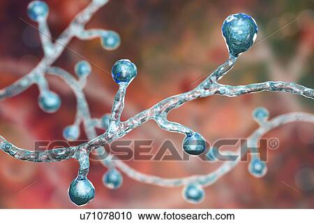 Stock Image - Blastomyces dermatitidis fungus, computer illustration. This fungus is the causative agent of the disease blastomycosis, which has a range of presentations. It mainly affects the lungs and may cause a flu-like disease, an acute disease similar to.... Fotosearch