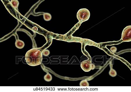 Stock Image - Blastomyces dermatitidis fungus, computer illustration. This fungus is the causative agent of the disease blastomycosis, which has a range of presentations. It mainly affects the lungs and may cause a flu-like disease, an acute disease similar to.... Fotosearch