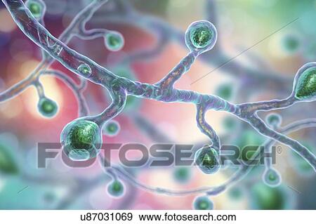 Blastomyces dermatitidis fungus, computer illustration. This fungus is the causative agent of the disease blastomycosis, which has a range of presentations. It mainly affects the lungs and may cause a flu-like disease, an acute disease similar to... View Large Photo Image Stock Photo - Blastomyces dermatitidis fungus, computer illustration. This fungus is the causative agent of the disease blastomycosis, which has a range of presentations. It mainly affects the lungs and may cause a flu-like disease, an acute disease similar to.... Fotosearch
