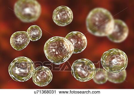 Stock Image - Blastomyces dermatitidis fungus, yeast form, computer illustration. This fungus is the causative agent of the disease blastomycosis, which has a range of presentations. It mainly affects the lungs and may cause a flu-like disease, an acute disease.... Fotosearch