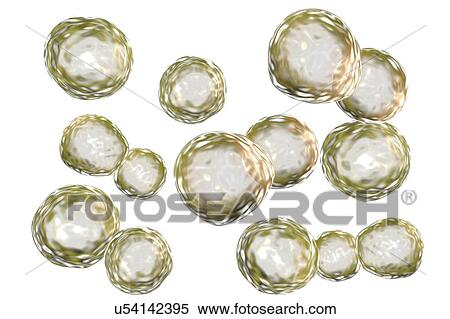 Stock Photography - Blastomyces dermatitidis fungus, yeast form, computer illustration. This fungus is the causative agent of the disease blastomycosis, which has a range of presentations. It mainly affects the lungs and may cause a flu-like disease, an acute disease.... Fotosearch