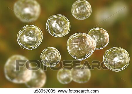 Blastomyces dermatitidis fungus, yeast form, computer illustration. This fungus is the causative agent of the disease blastomycosis, which has a range of presentations. It mainly affects the lungs and may cause a flu-like disease, an acute disease... View Large Photo Image Stock Photography - Blastomyces dermatitidis fungus, yeast form, computer illustration. This fungus is the causative agent of the disease blastomycosis, which has a range of presentations. It mainly affects the lungs and may cause a flu-like disease, an acute disease.... Fotosearch