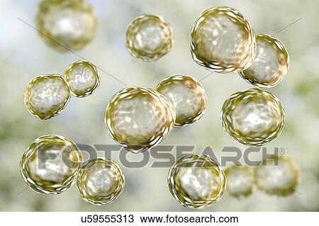 Stock Image - Blastomyces dermatitis fungus, yeast form, computer illustration. This fungus is the causative agent of the disease blastomycosis, which has a range of presentations. It mainly affects the lungs and may cause a flu-like disease, an acute disease.... Fotosearch