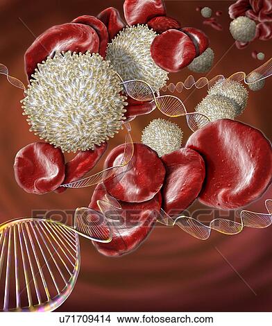 Blood disorders, conceptual composite image. Scanning electron microscopy (SEM) and computer generated image (CGI) of DNA (deoxyribonucleic acid) molecules (helices) and red and white blood cells. There are a number of blood disorders that are caused... View Large Photo Image Picture - Blood disorders, conceptual composite image. Scanning electron microscopy (SEM) and computer generated image (CGI) of DNA (deoxyribonucleic acid) molecules (helices) and red and white blood cells. There are a number of blood disorders that are caused.... Fotosearch