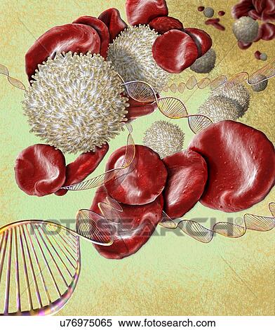 Stock Photography - Blood disorders, conceptual composite image. Scanning electron microscopy (SEM) and computer generated image (CGI) of DNA (deoxyribonucleic acid) molecules (helices) and red and white blood cells. There are a number of blood disorders that are caused.... Fotosearch