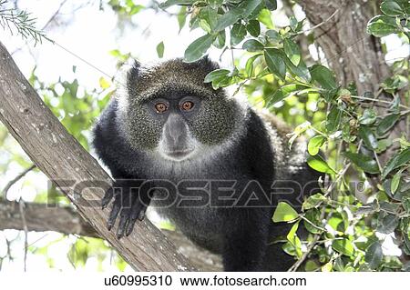Blue, or samango, monkey (Cercopithecus mitis) in a tree. This monkey lives in troops, deferring to a dominant male (seen here). This primate is quiet and shy, living in the treetops of tropical African forests. It feeds on fruit, leaves and... View Large Photo Image Stock Image - Blue, or samango, monkey (Cercopithecus mitis) in a tree. This monkey lives in troops, deferring to a dominant male (seen here). This primate is quiet and shy, living in the treetops of tropical African forests. It feeds on fruit, leaves and.... Fotosearch