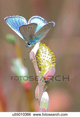 Stock Photograph - Blue Sulphur. Fotosearch