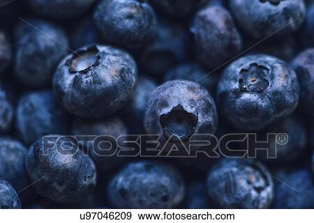 Blueberry pile, close up image. View Large Photo Image Stock Photo - Blueberry pile, close up image.. Fotosearch